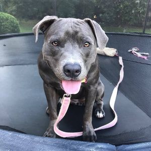 Meet your Posher, Carolina